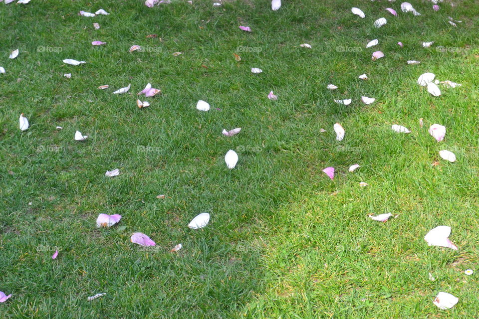 Petals on grass