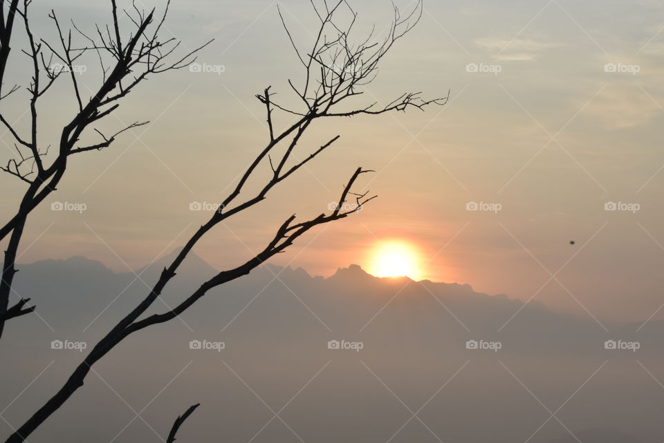 beautiful sunrise view with dried tree