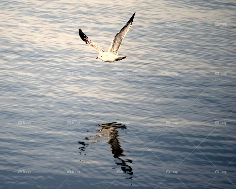 Seagull