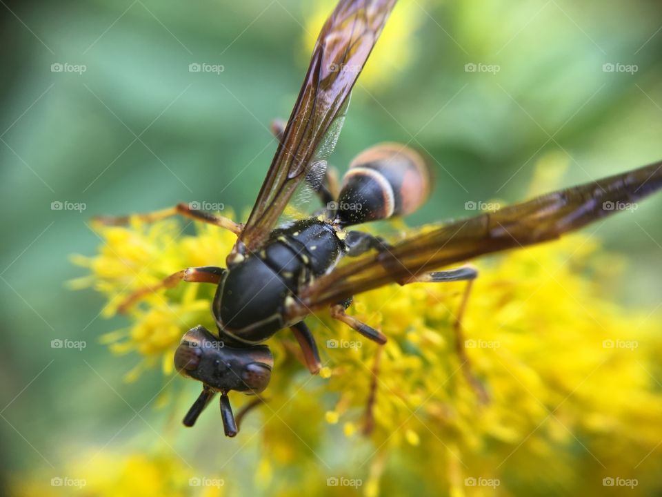 Extreme close-up of insect on flower