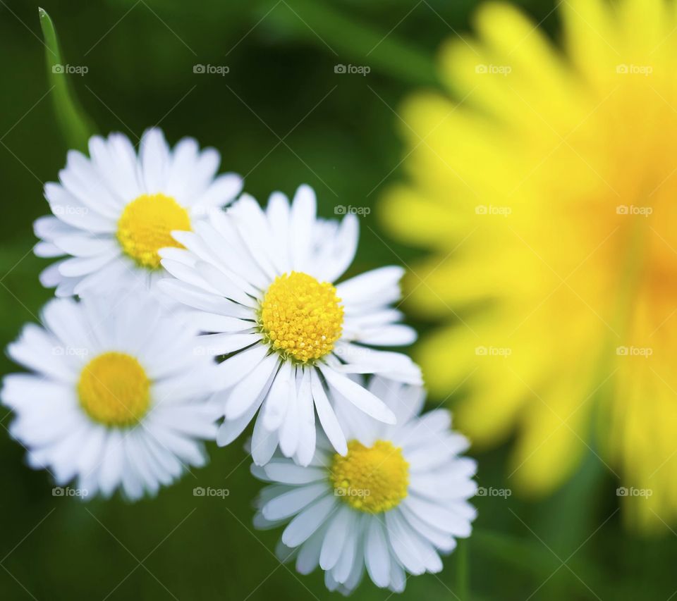 Nature, Flower, Summer, Flora, Chamomile