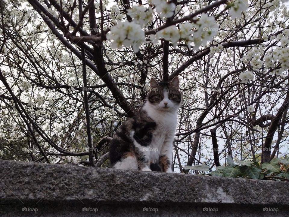 Cat and tree