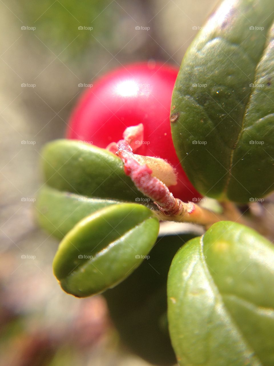 Lingonberry. Forest floor treasures