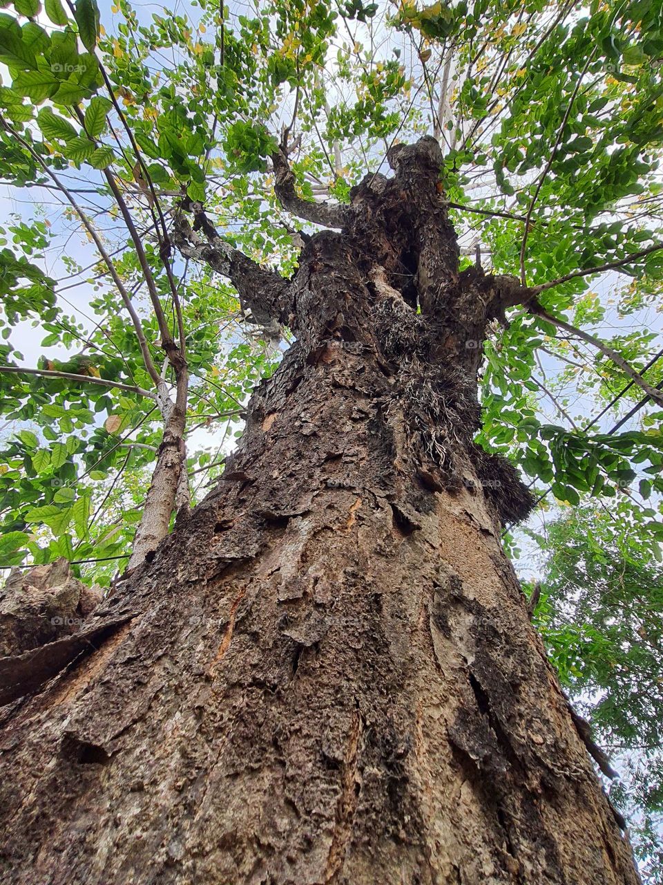 Padauk tree (Pterocarpus macrocarpus) loss leaves in summer time