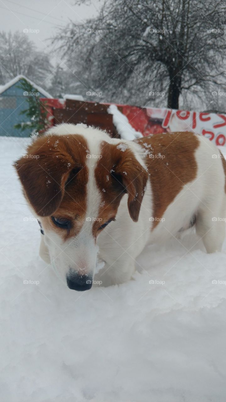 Jack Russell dog standing in snow