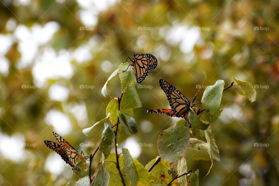 A small handful of orange, black, and white monarch butterflies are pictures in a tree during their migration period.
