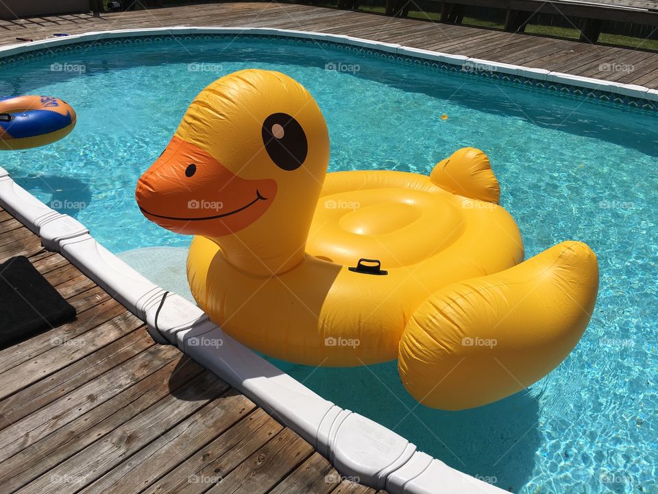 Huge inflatable duck pool float, gorgeous pool. 