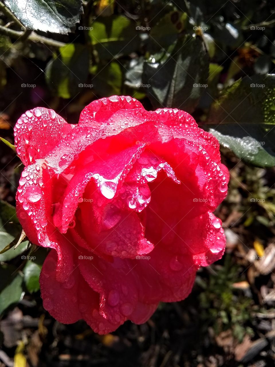 A rose by any other name...