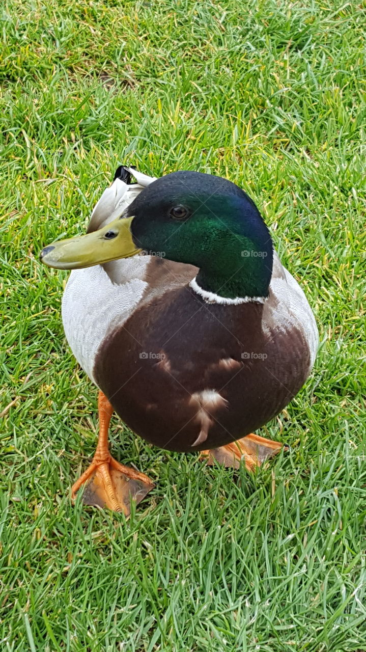 duck