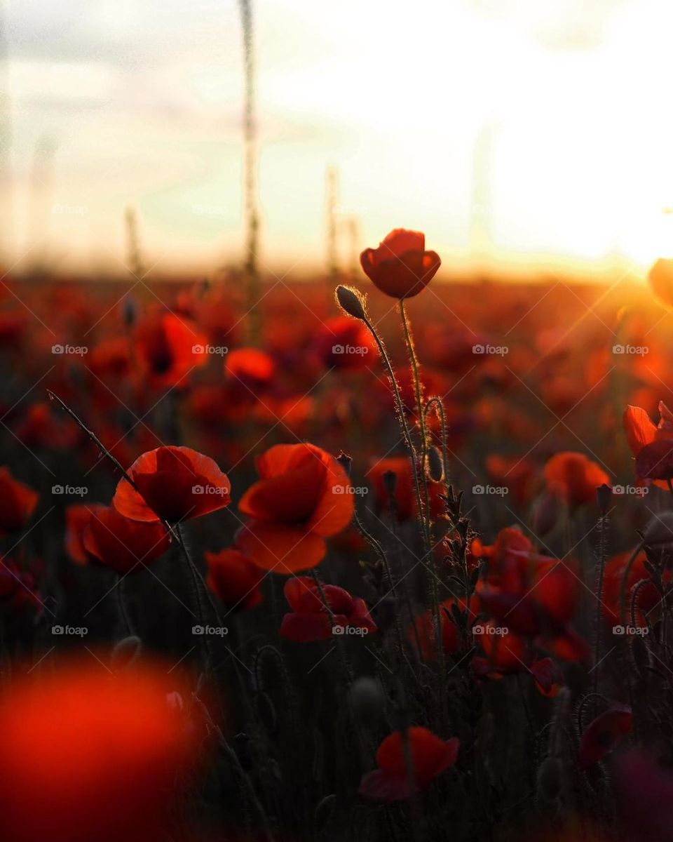 nice meadow, nice landscape, great shot