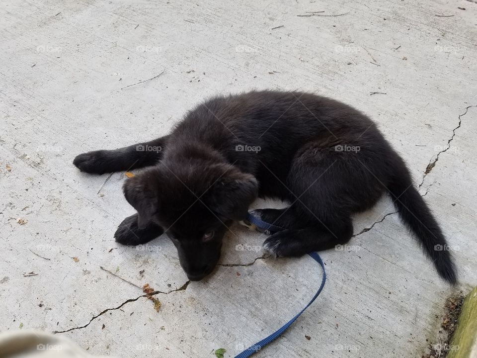 black puppy laying on sidewalk, 10 weeks old
