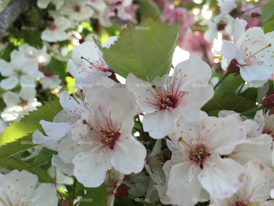 White flower blooming in the garden