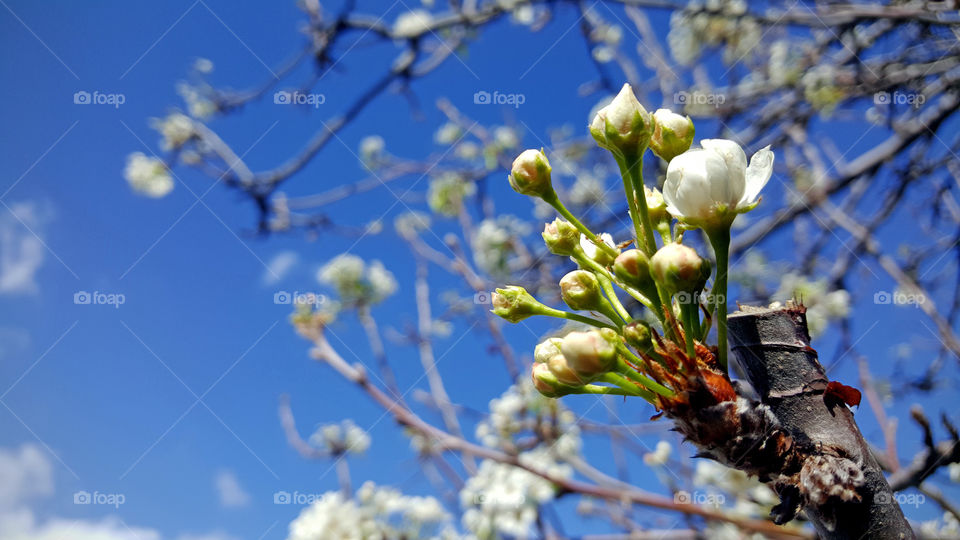 flower bud means spring is near