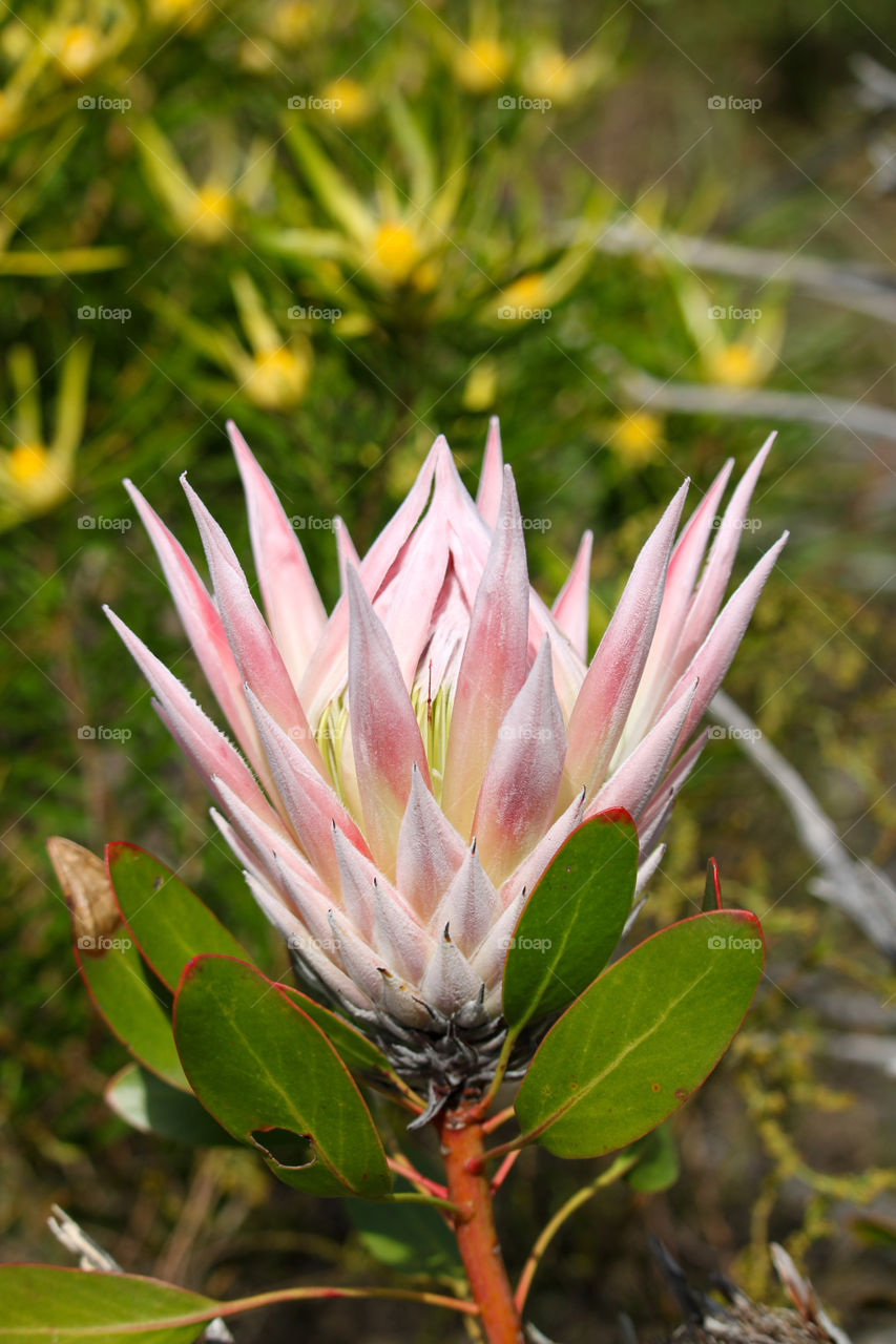 The beautiful pink king protea flower of South Africa blooming in spring