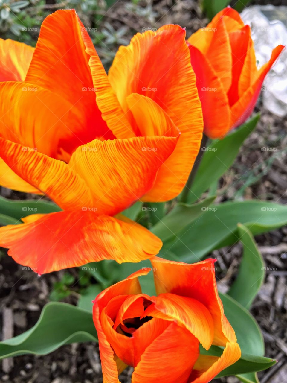 Orange tulips 