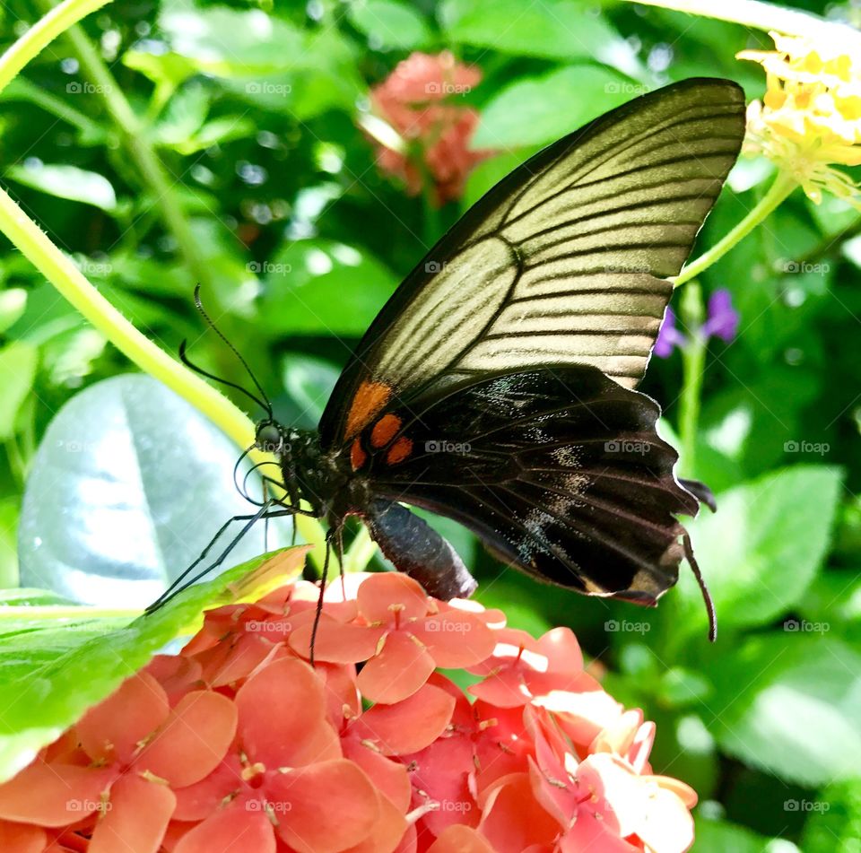 Black & White Butterfly on Flower