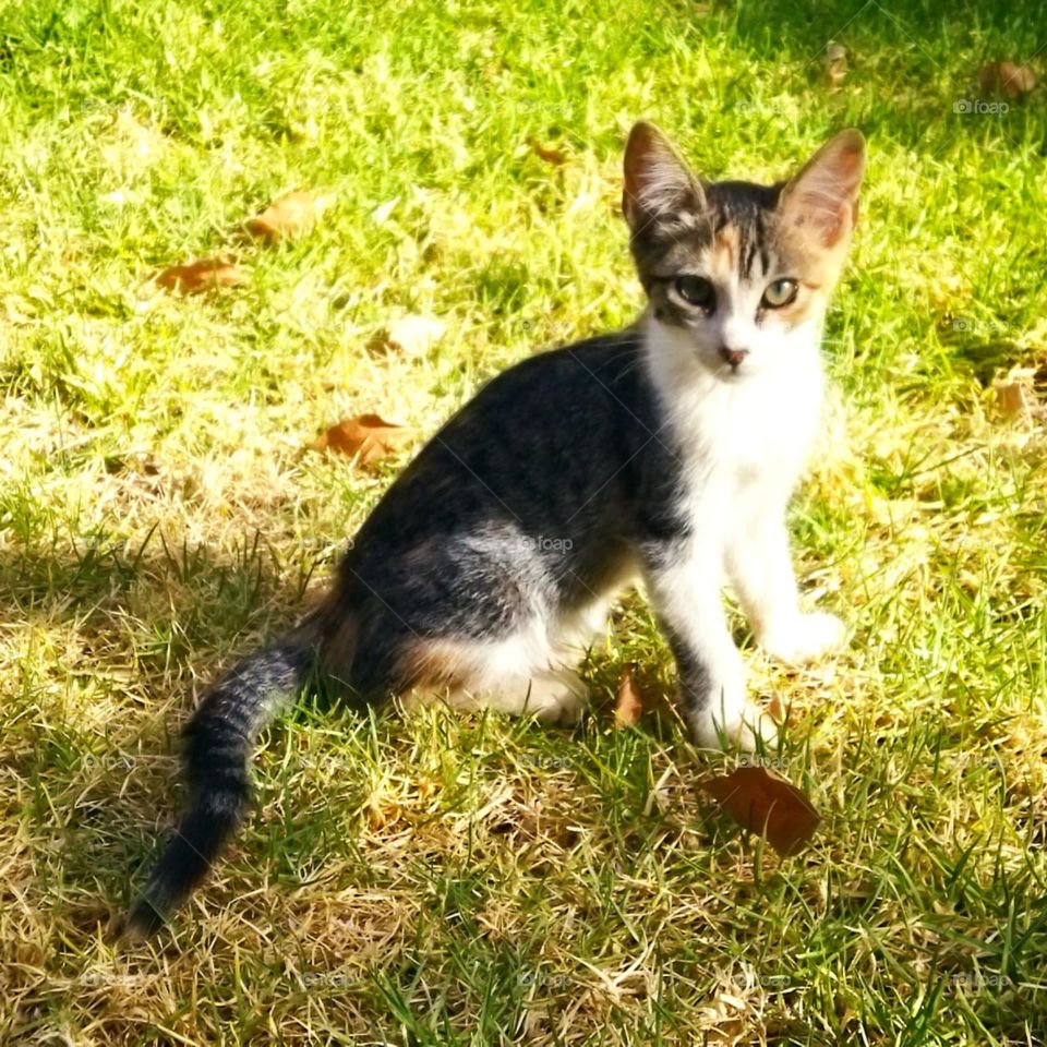 Beautiful cat looking at camera.