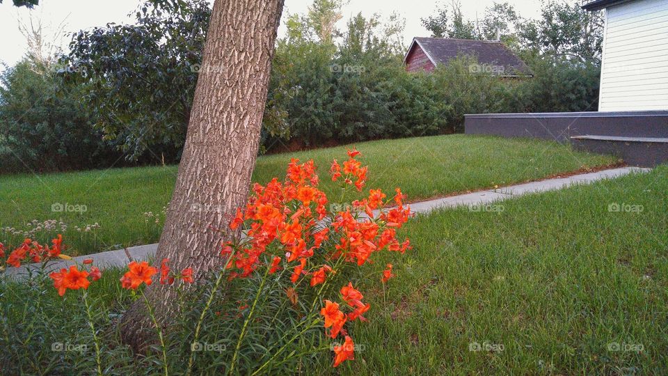 Lilly's under the tree
