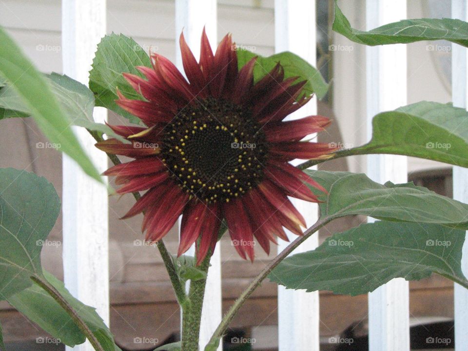 Red sunflower, backyard flowers 