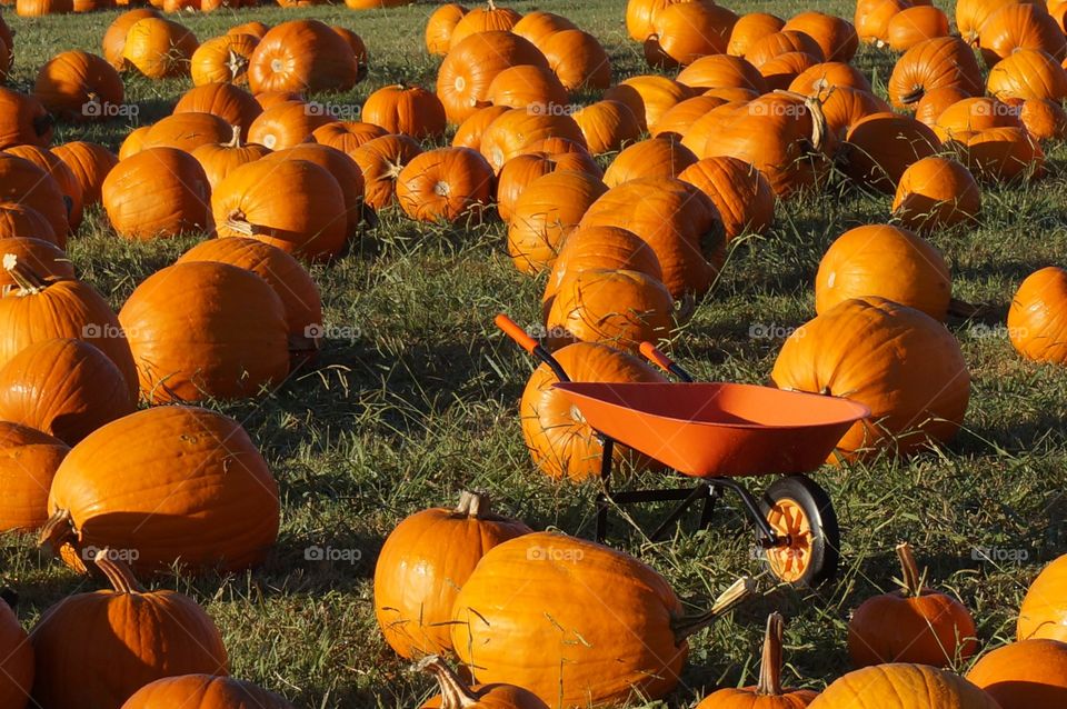 Wheelbarrow in pumpkin patch . Photo taken at Pumpkin Oatch in Owasso OK.