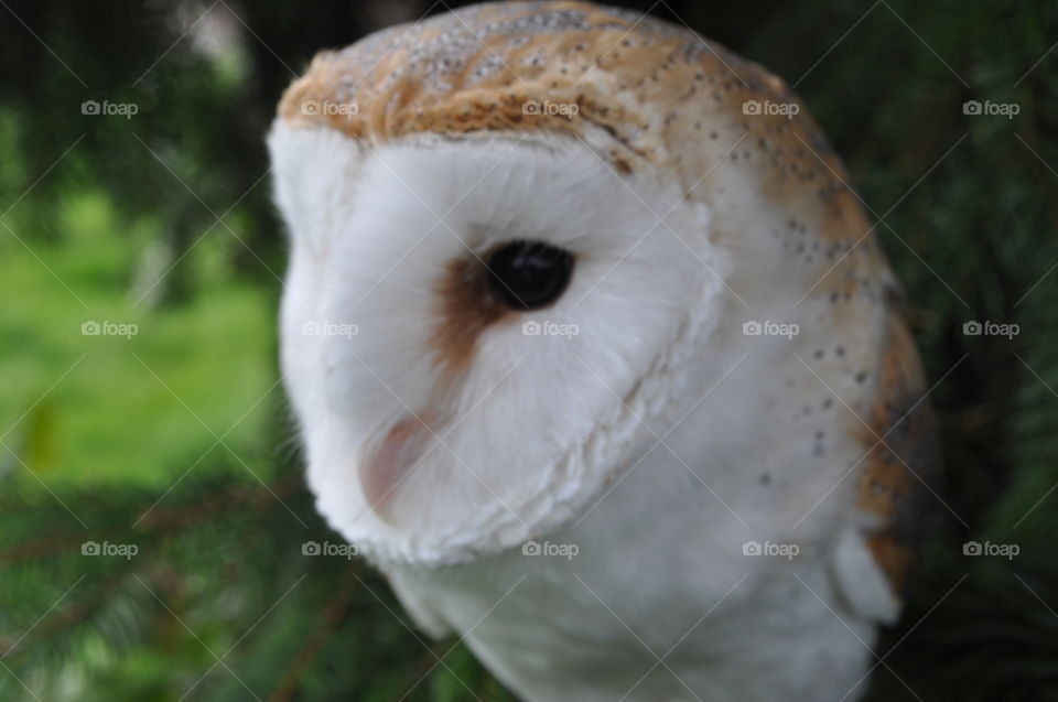 Barn Owl close up