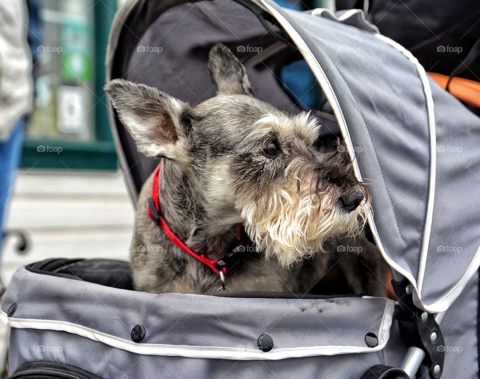 Dog in baby carriage