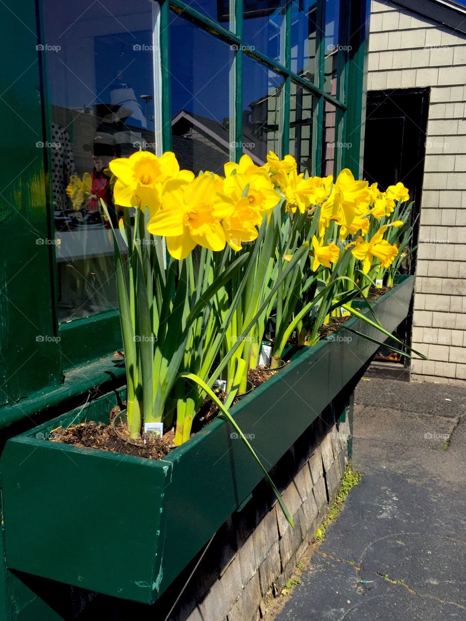 Daffodil days