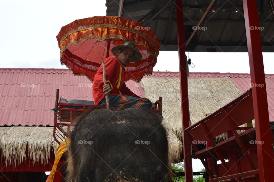 man on elephant bangkok thailand
