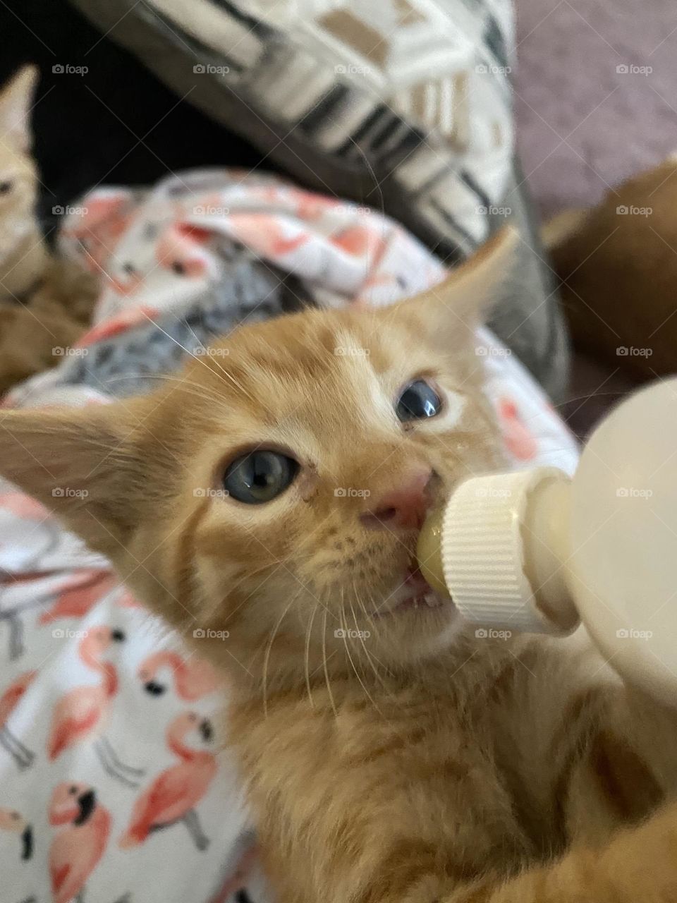 Rescue cat is now a family member 