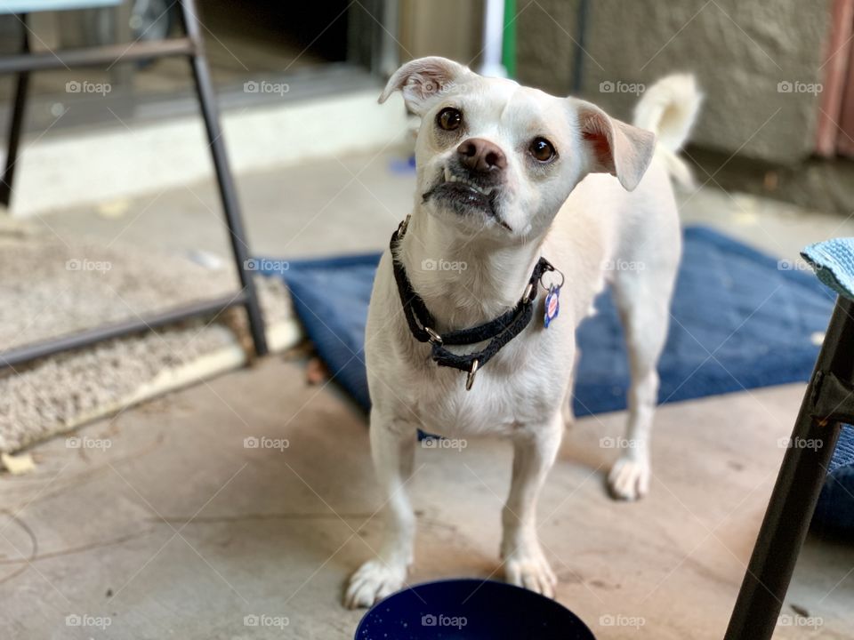 Jack Russell Terrier with white fur
