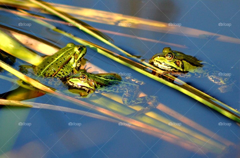 Frösche