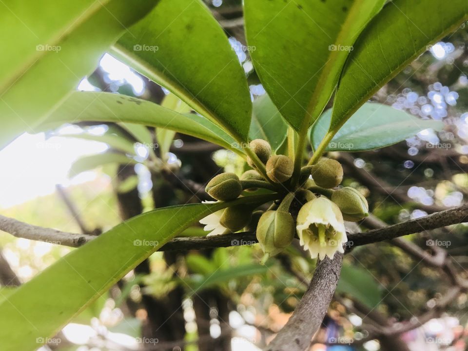 Buds n flowers