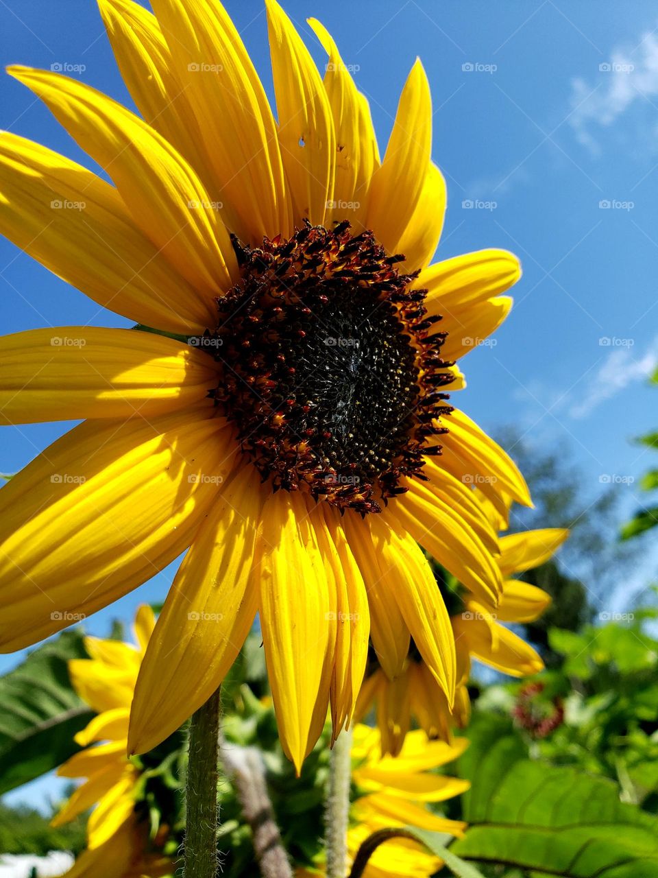 Sunflower