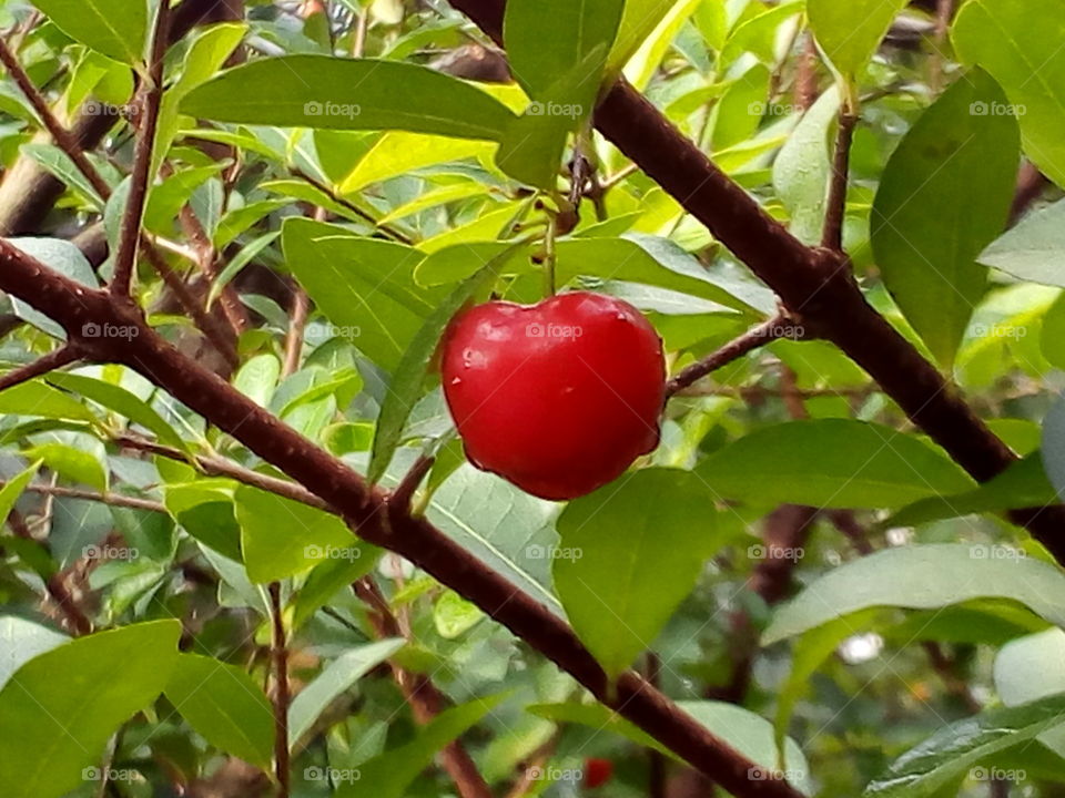 Cherry