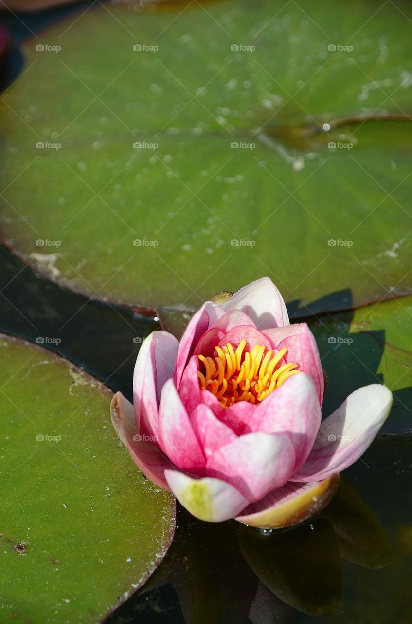 Water Lily 