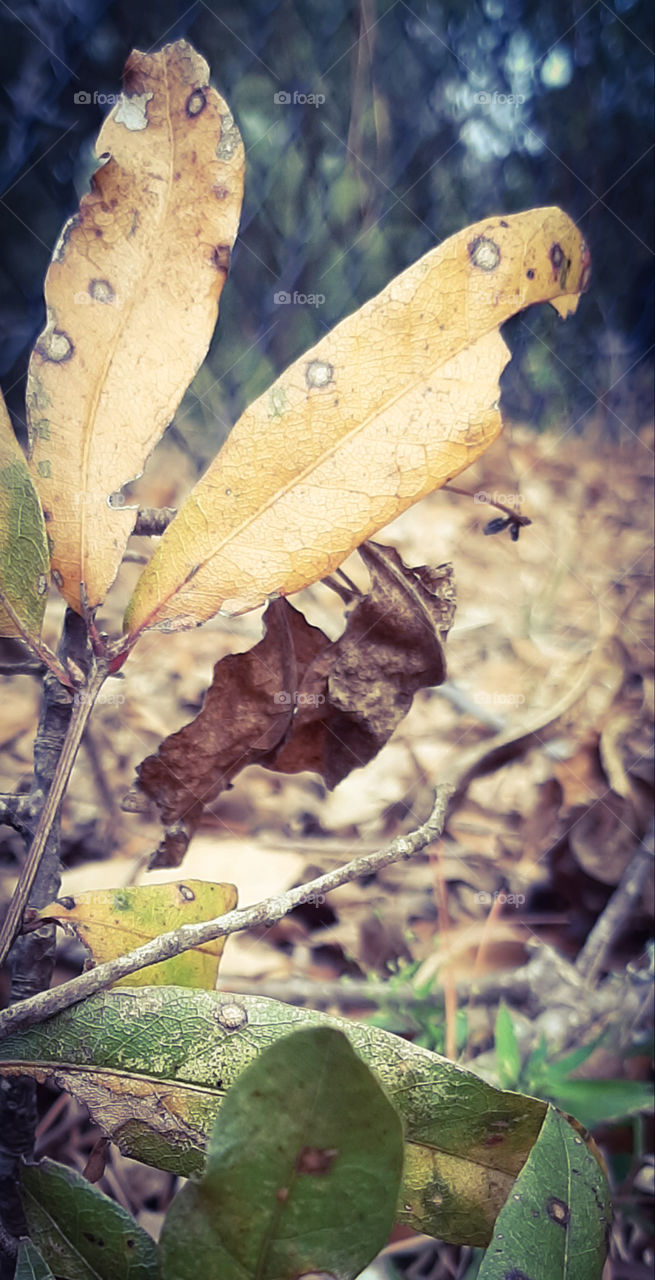 a contrast of color and texture