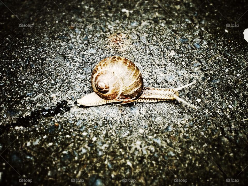 Snail