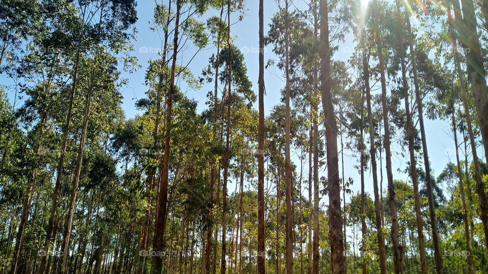ÁRVORES EUCALIPTO