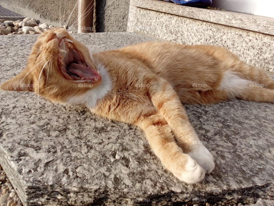 a cat yawning or cry