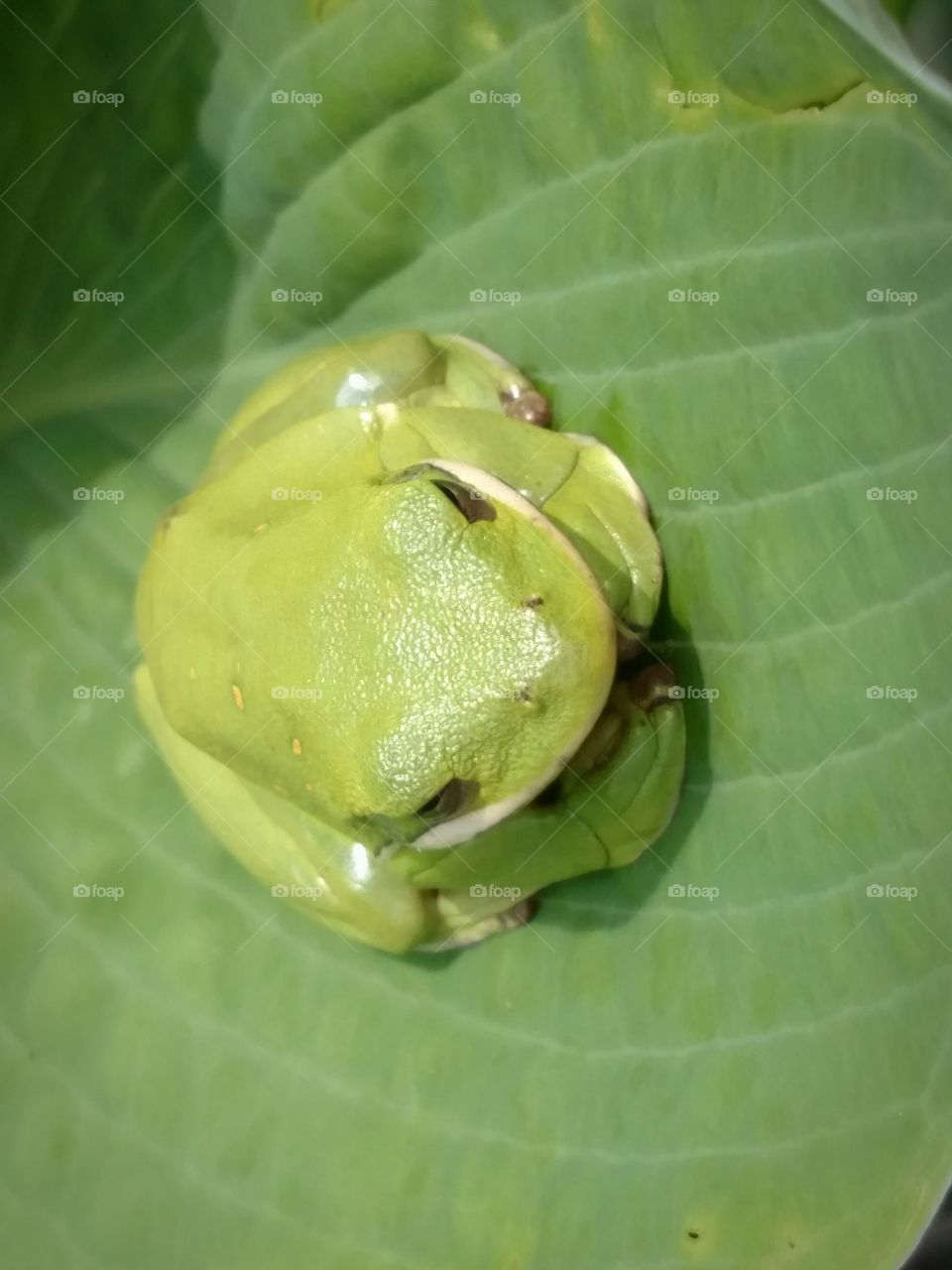 Frog on hosta leaf