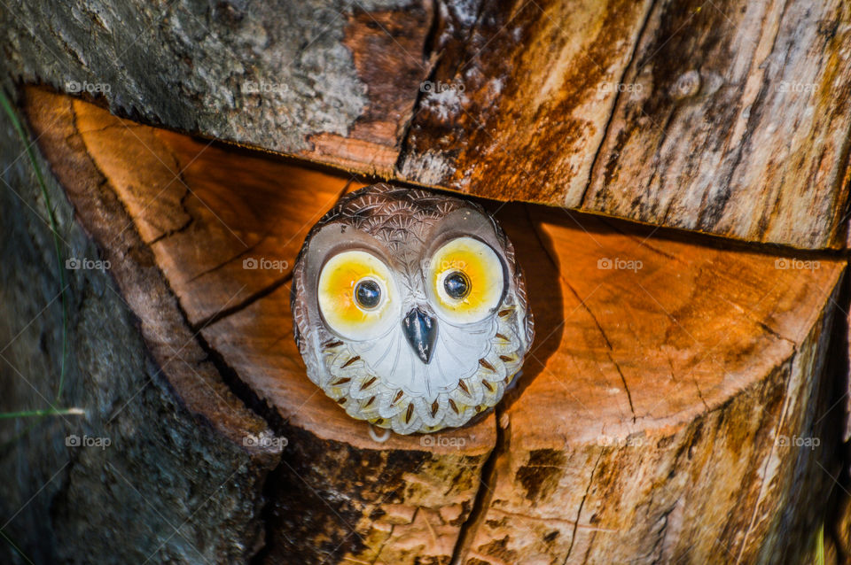 Funny Owl In Tree