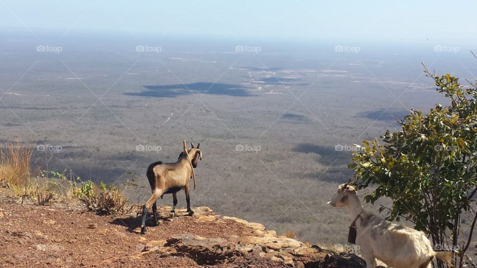 Uma cabra admira uma linda paisagem do alto de uma montanha do Nordeste do Brasil. Pedro II, Piauí.