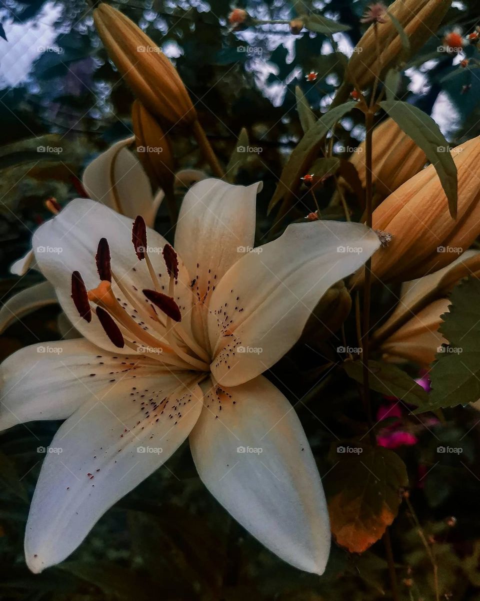 Astonishing and mystery white lily in the middle of dreamy flower garden somewhere in a quiet village