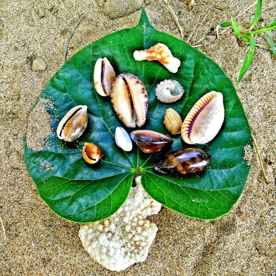 shells. shells from kenting, taiwan