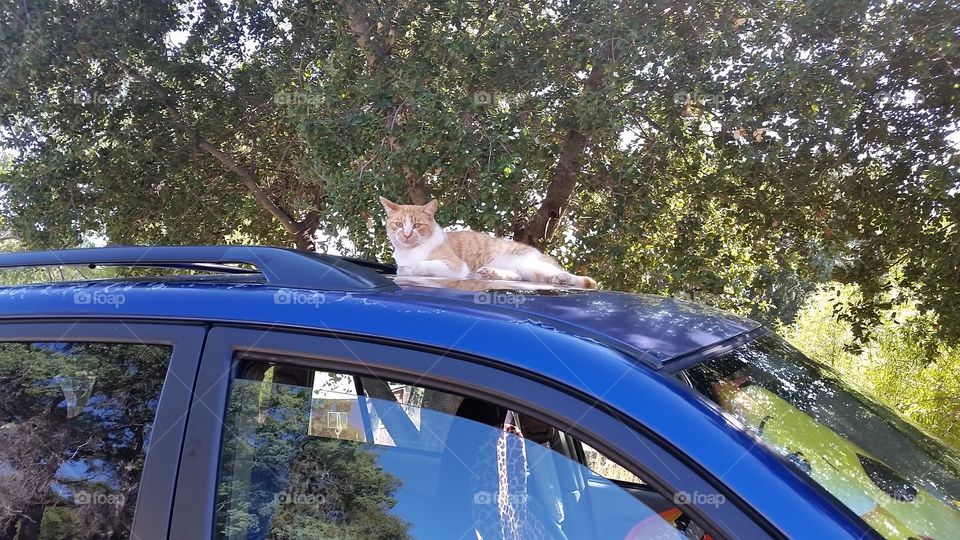 Cat on a Cool Blue Roof