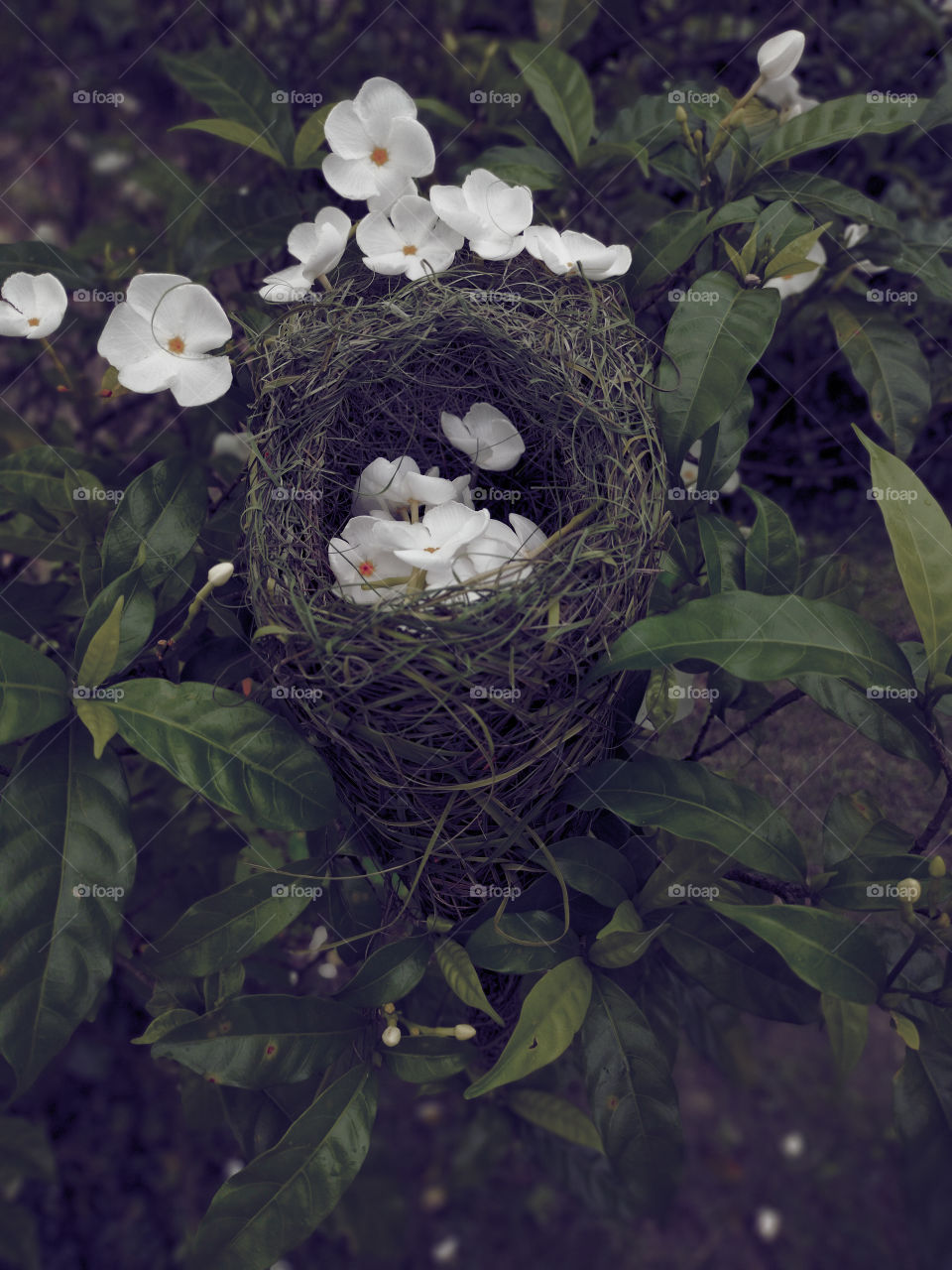 Bird nest
