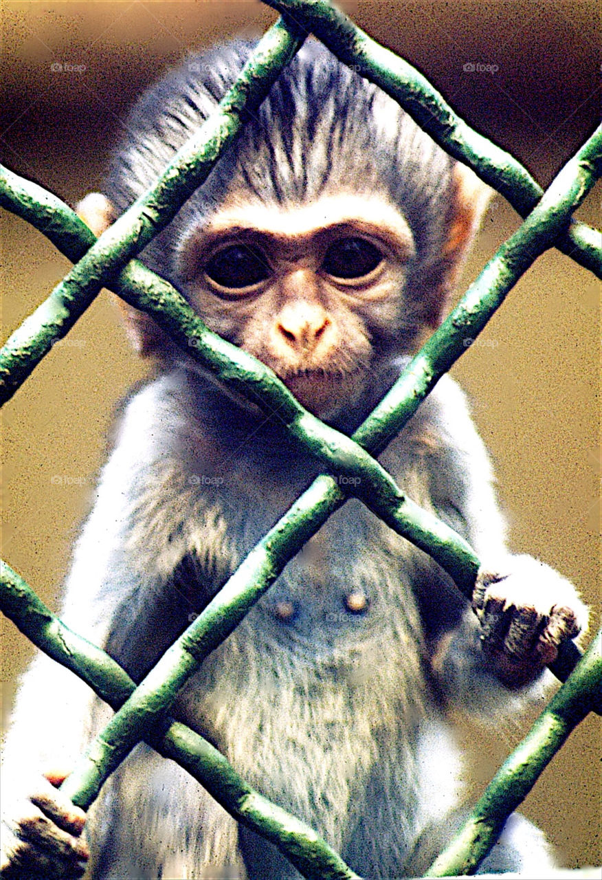 cage zoo portrait monkey by resnikoffdavid