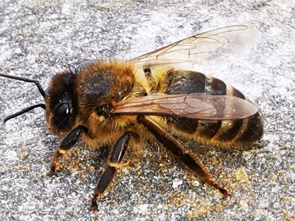 abeja realmente belleza