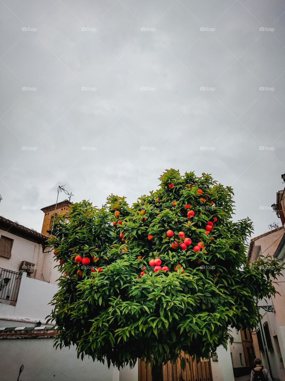 orange tree in an old town