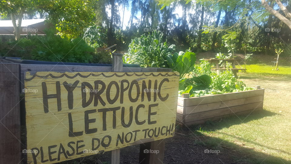 hydroponic lettuce sign.